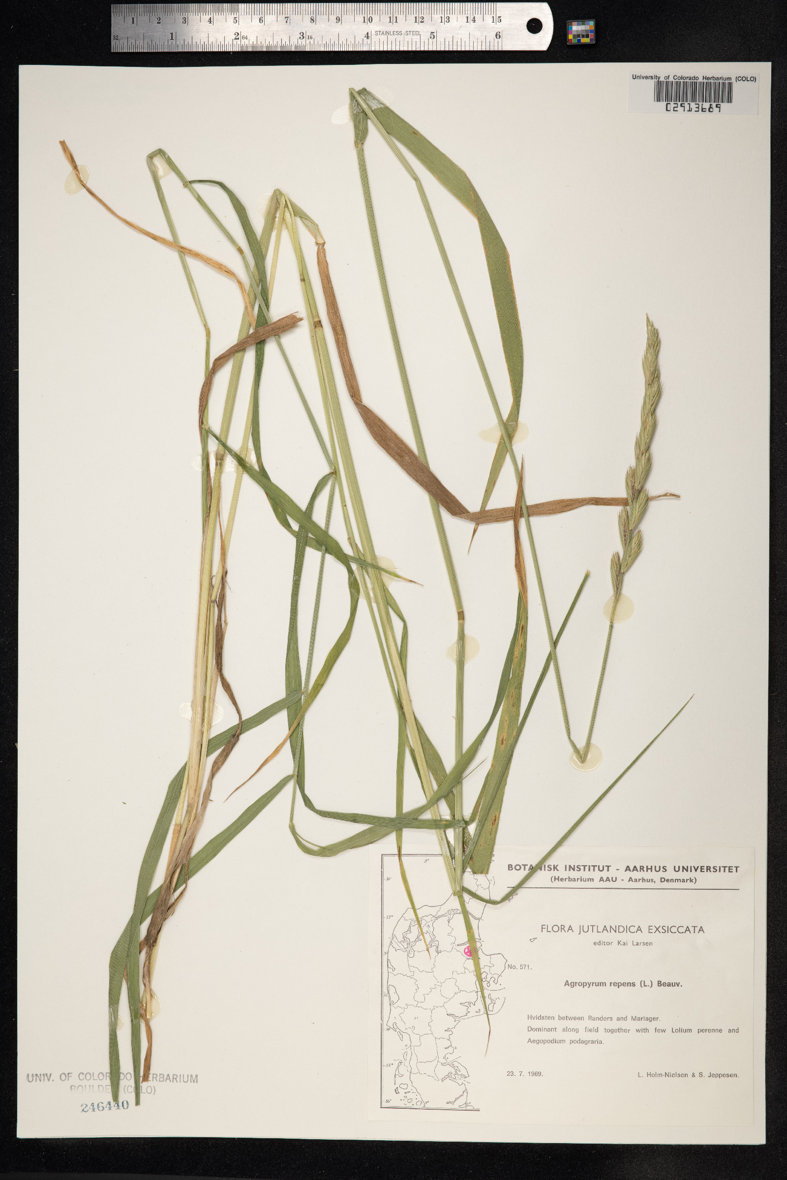 Elytrigia repens image
