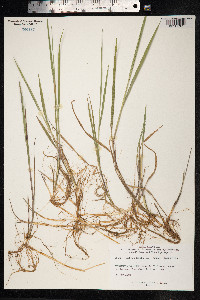 Elytrigia repens image