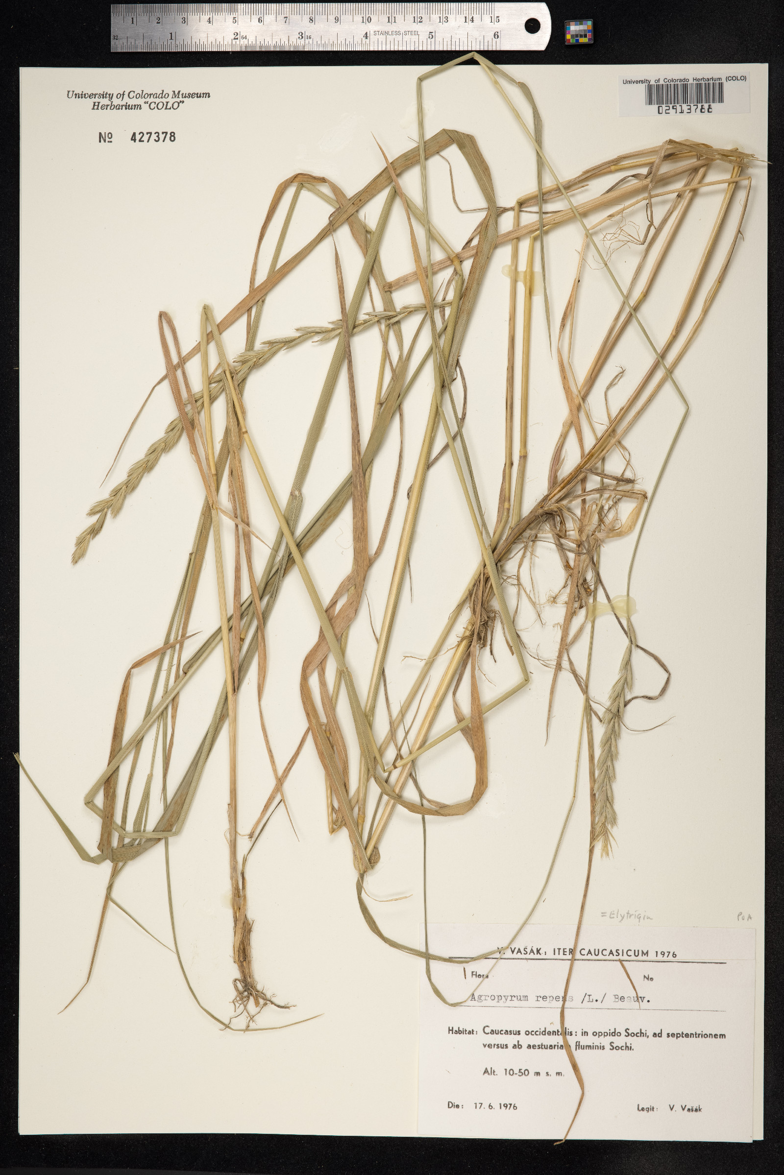 Elytrigia repens image