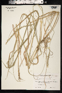 Elytrigia repens image