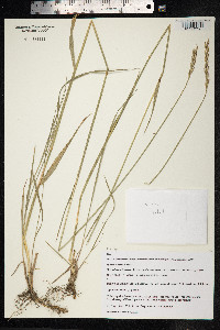 Elytrigia repens image