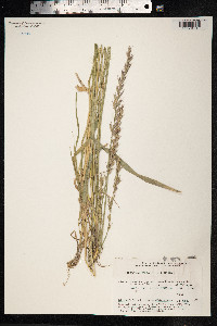 Elytrigia repens image