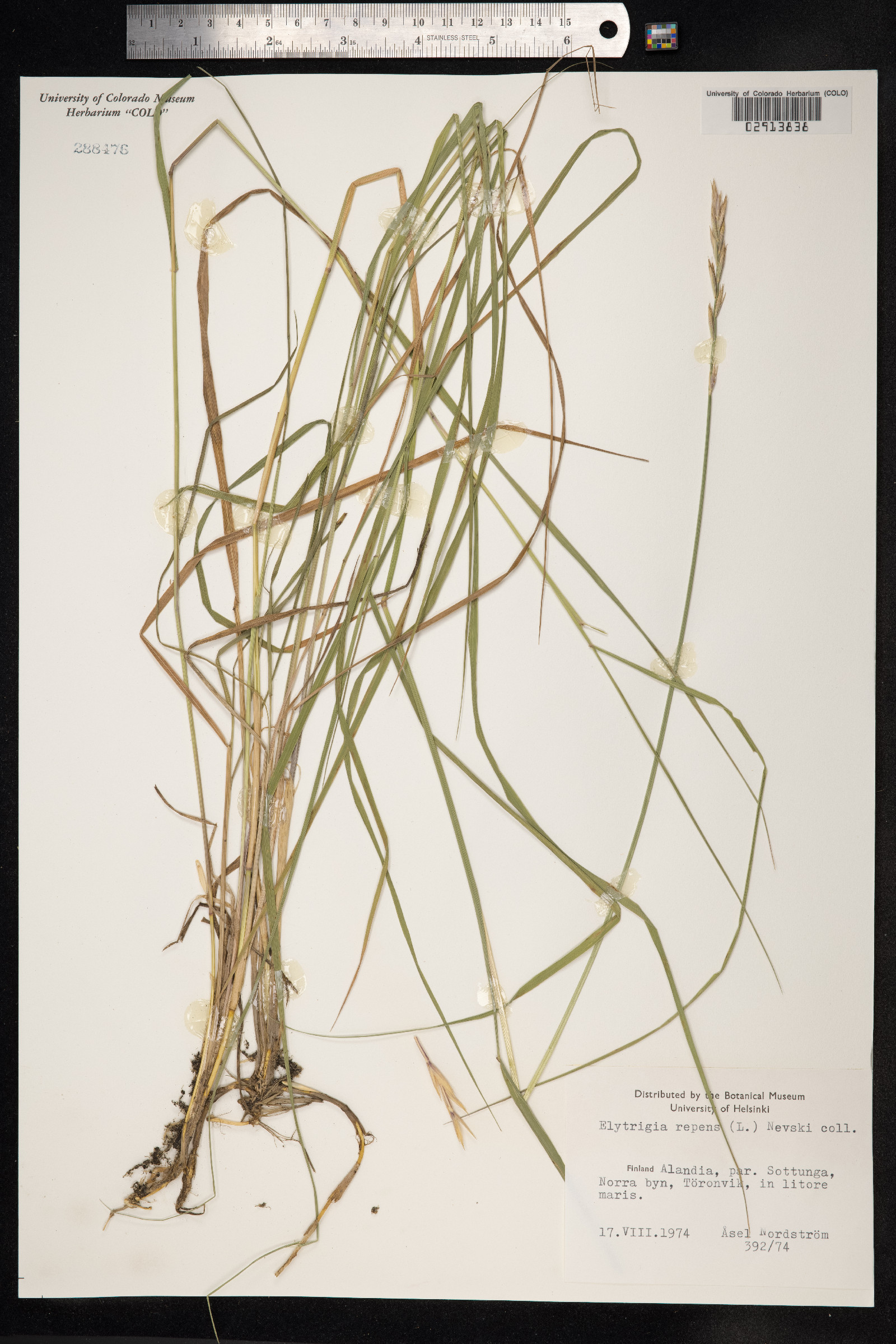 Elytrigia repens image