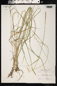 Elytrigia repens image