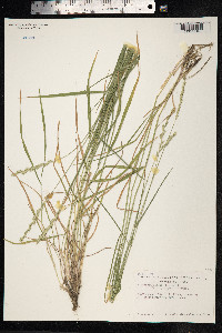 Elytrigia repens image