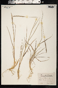 Elytrigia repens image