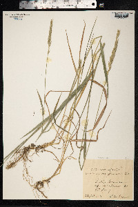 Elytrigia repens image