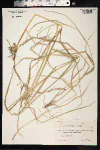 Elytrigia repens image