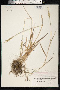 Elytrigia repens image