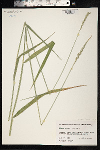 Elytrigia repens image