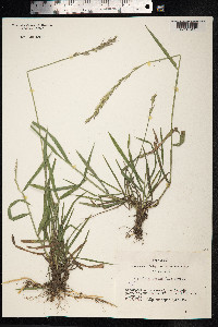 Elytrigia repens image