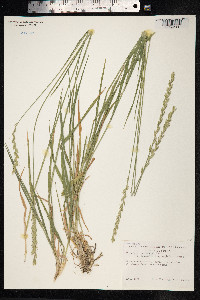 Elytrigia repens image