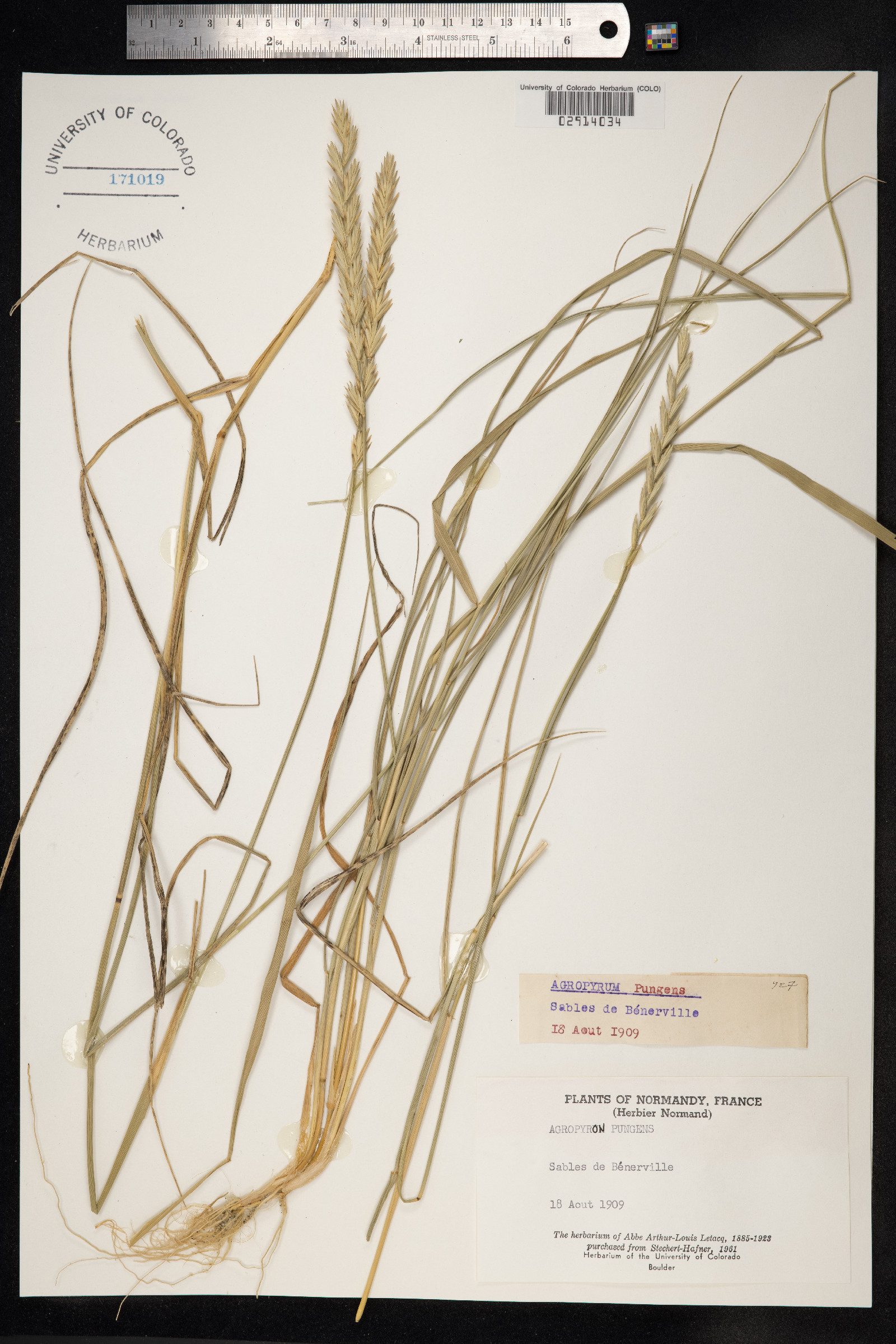 Thinopyrum pungens image