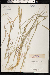 Thinopyrum pungens image