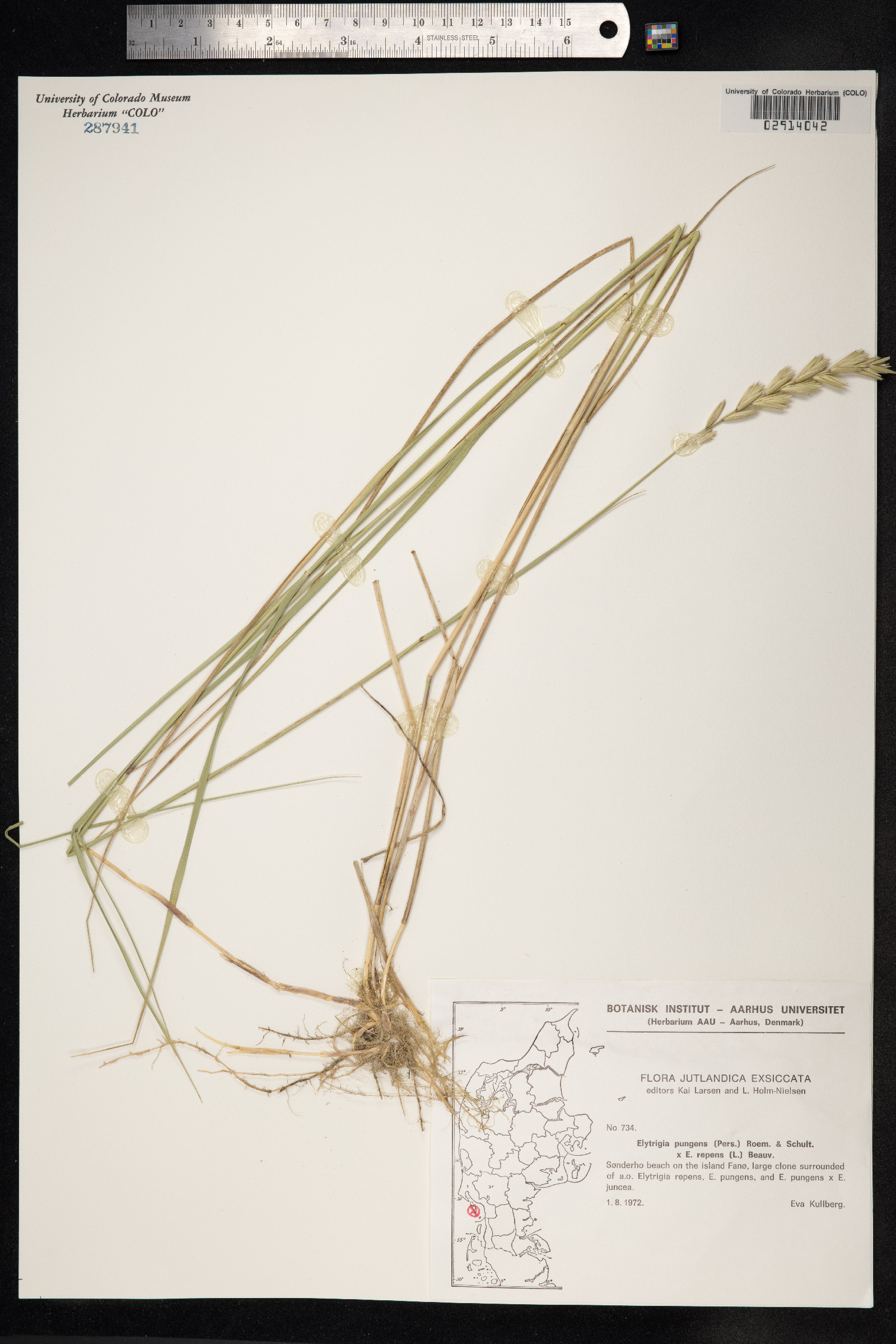 Thinopyrum pungens image