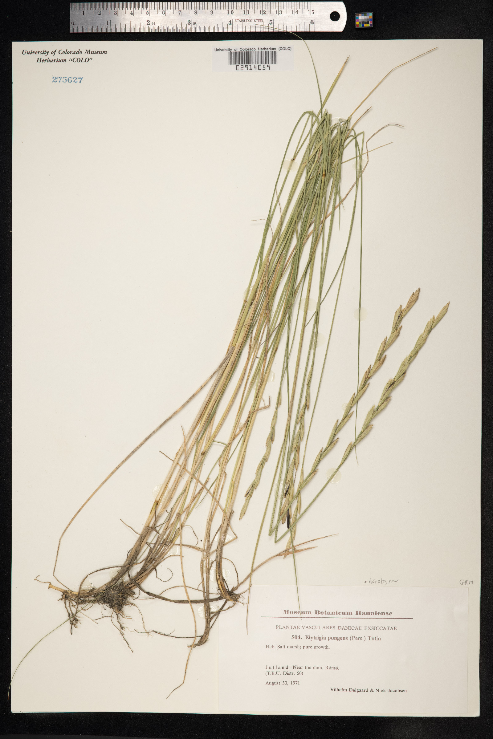 Thinopyrum pungens image