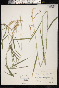 Elytrigia repens image