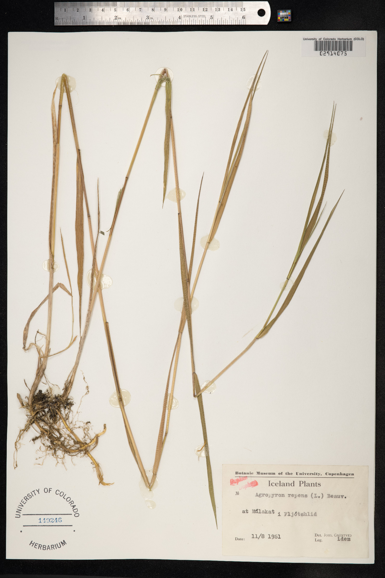 Elytrigia repens image