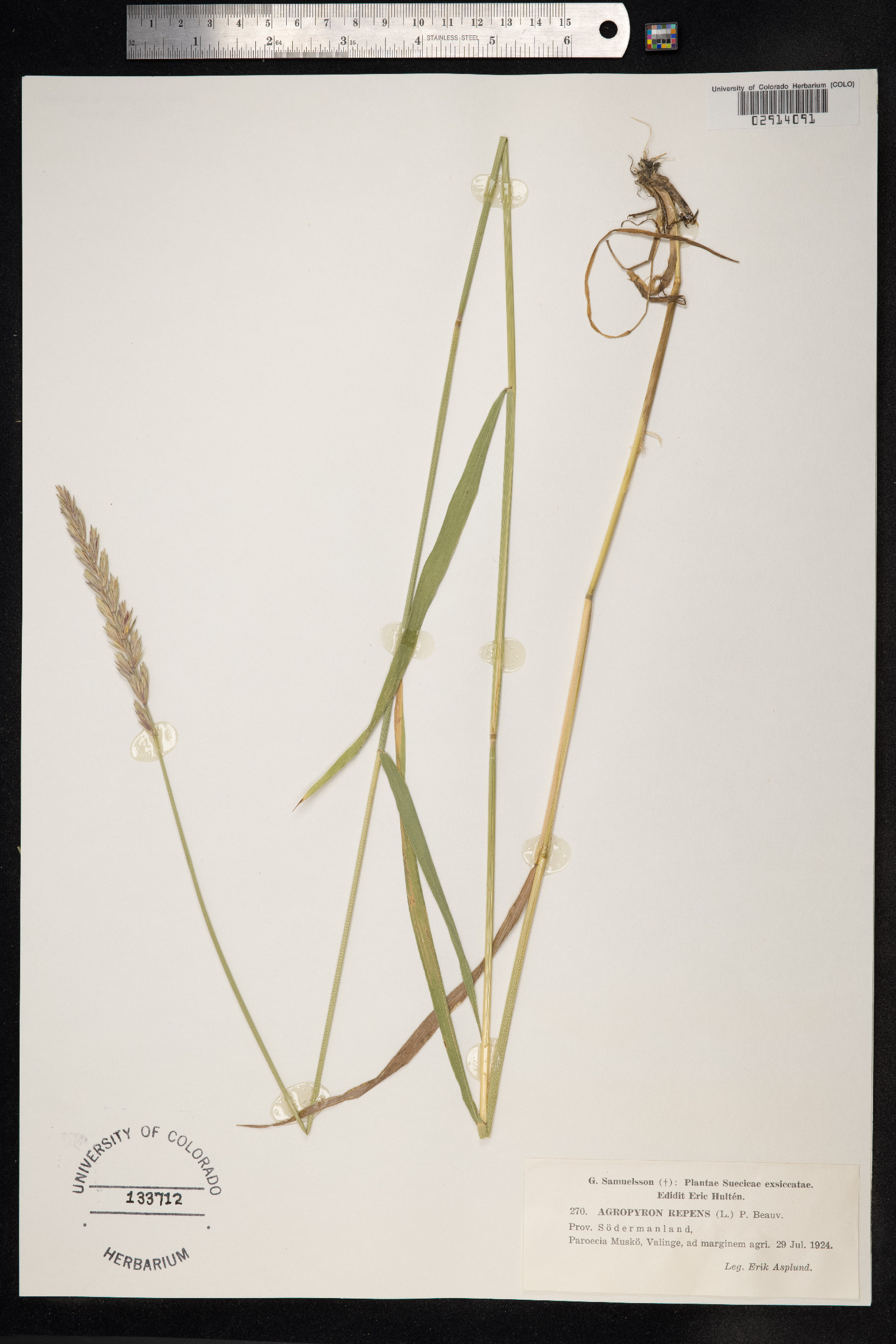 Elytrigia repens image