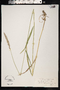 Elytrigia repens image