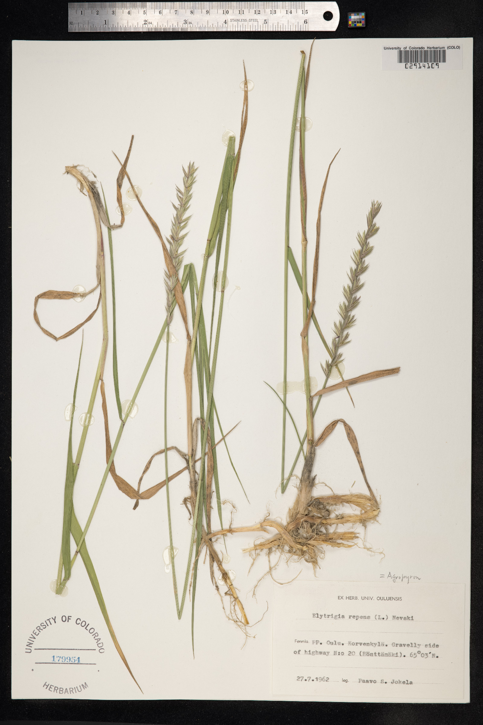 Elytrigia repens image