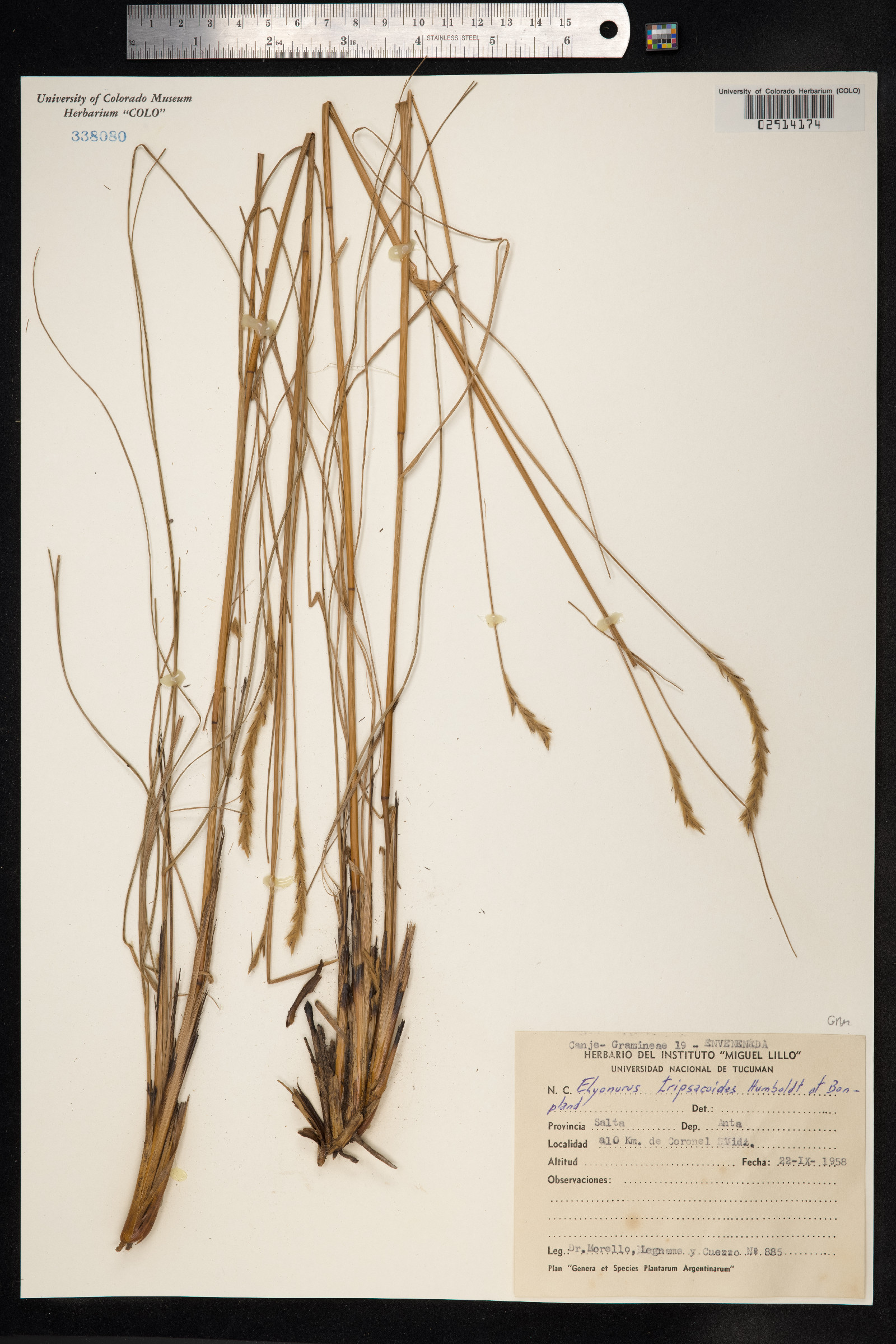 Elionurus tripsacoides image