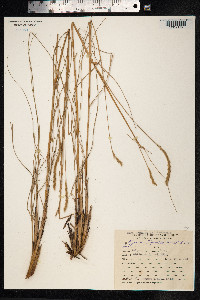 Elionurus tripsacoides image