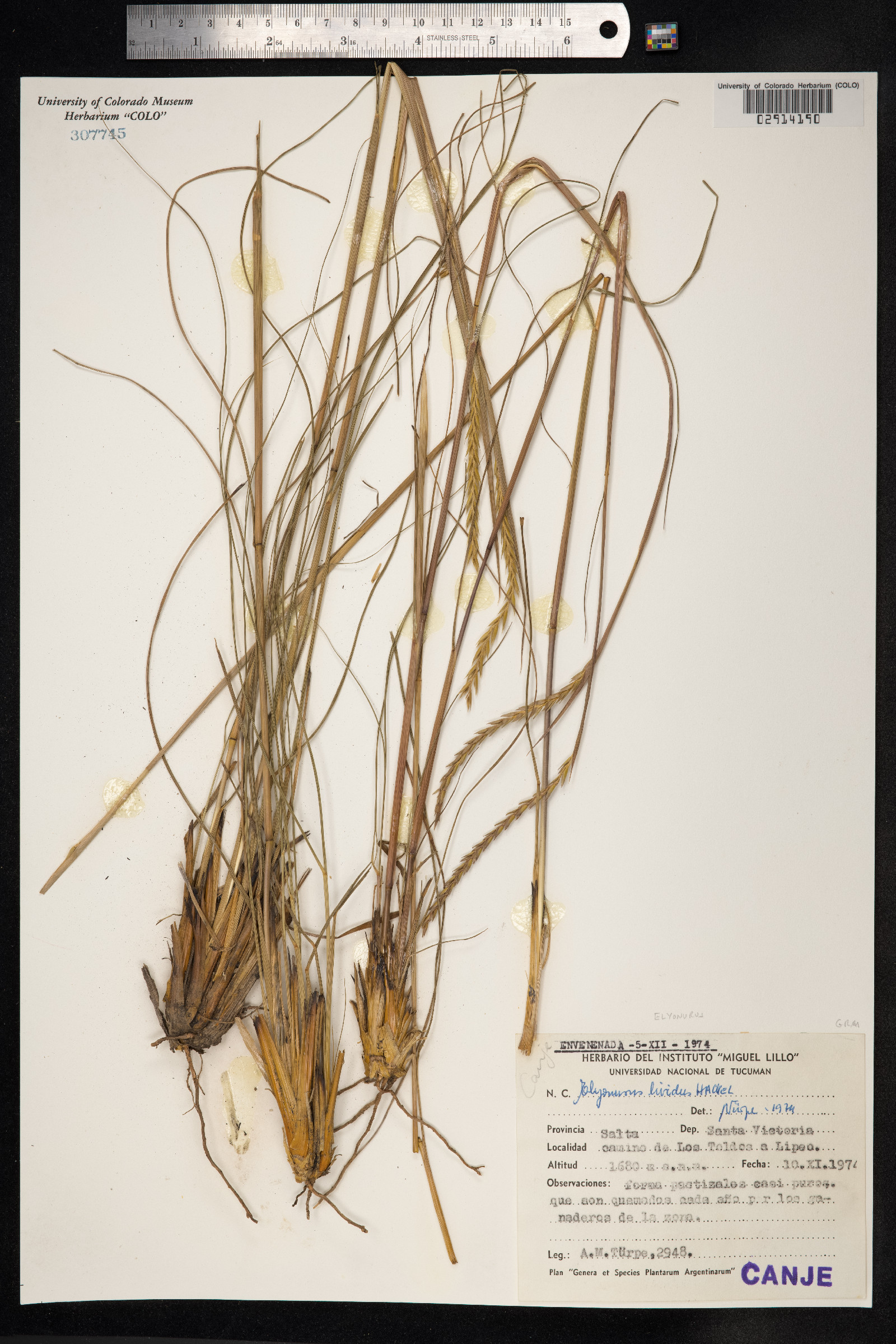 Elionurus lividus image