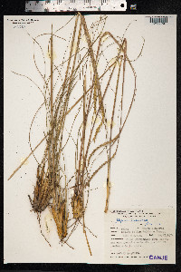Image of Elionurus lividus