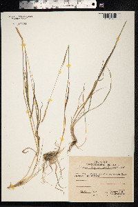 Image of Triticum boreale