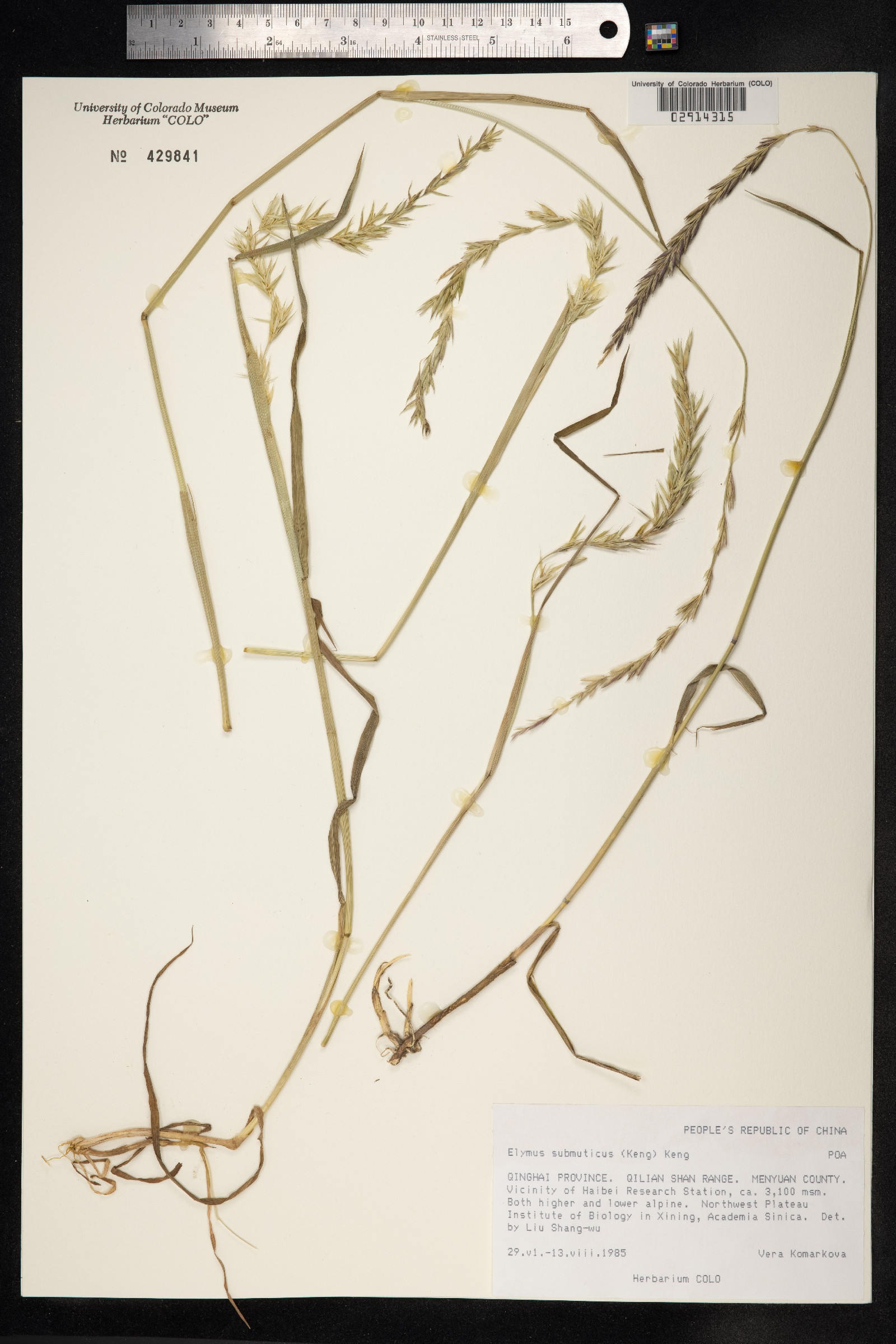 Elymus curvatus image