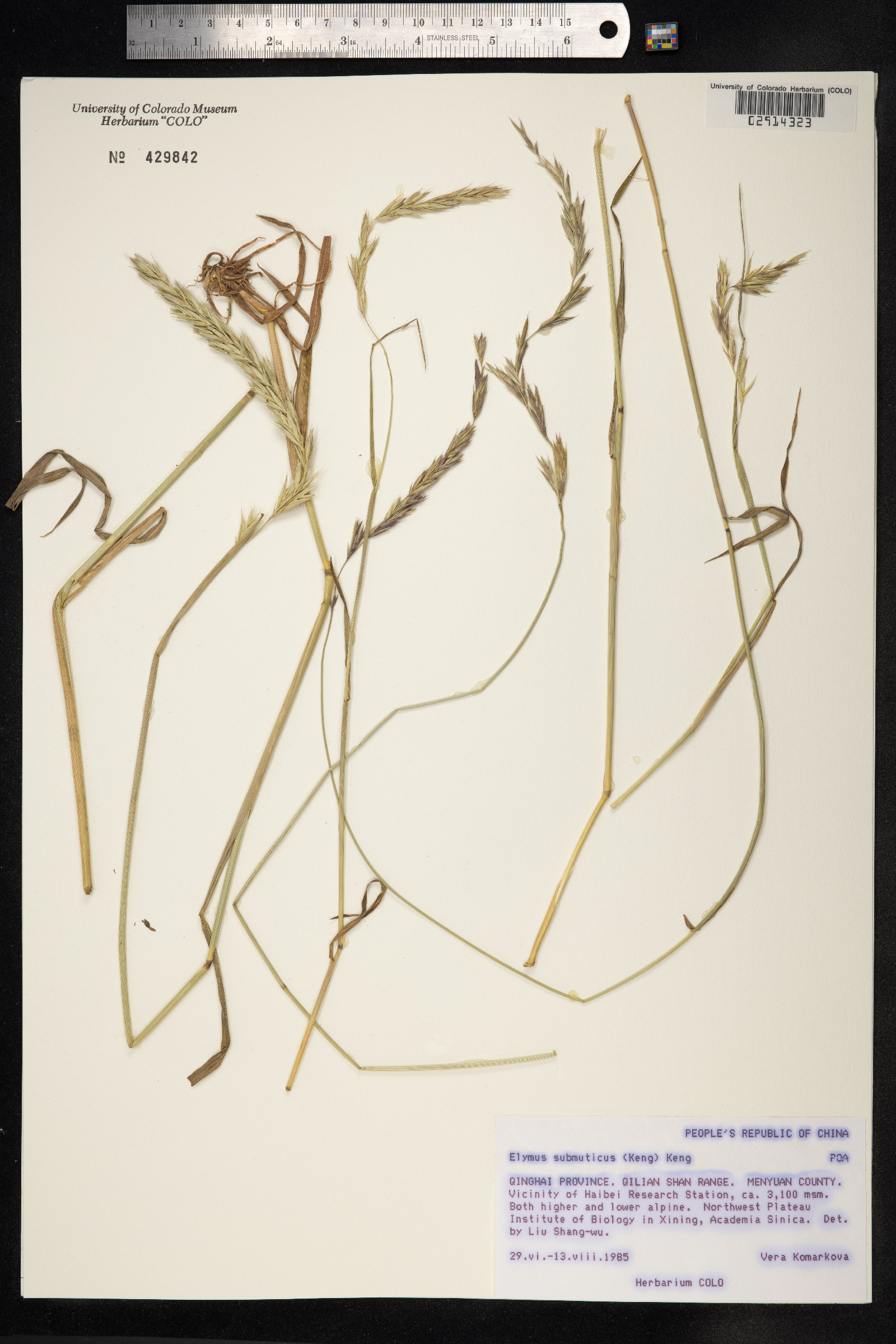 Elymus curvatus image