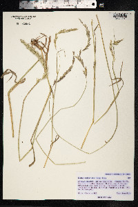 Elymus curvatus image