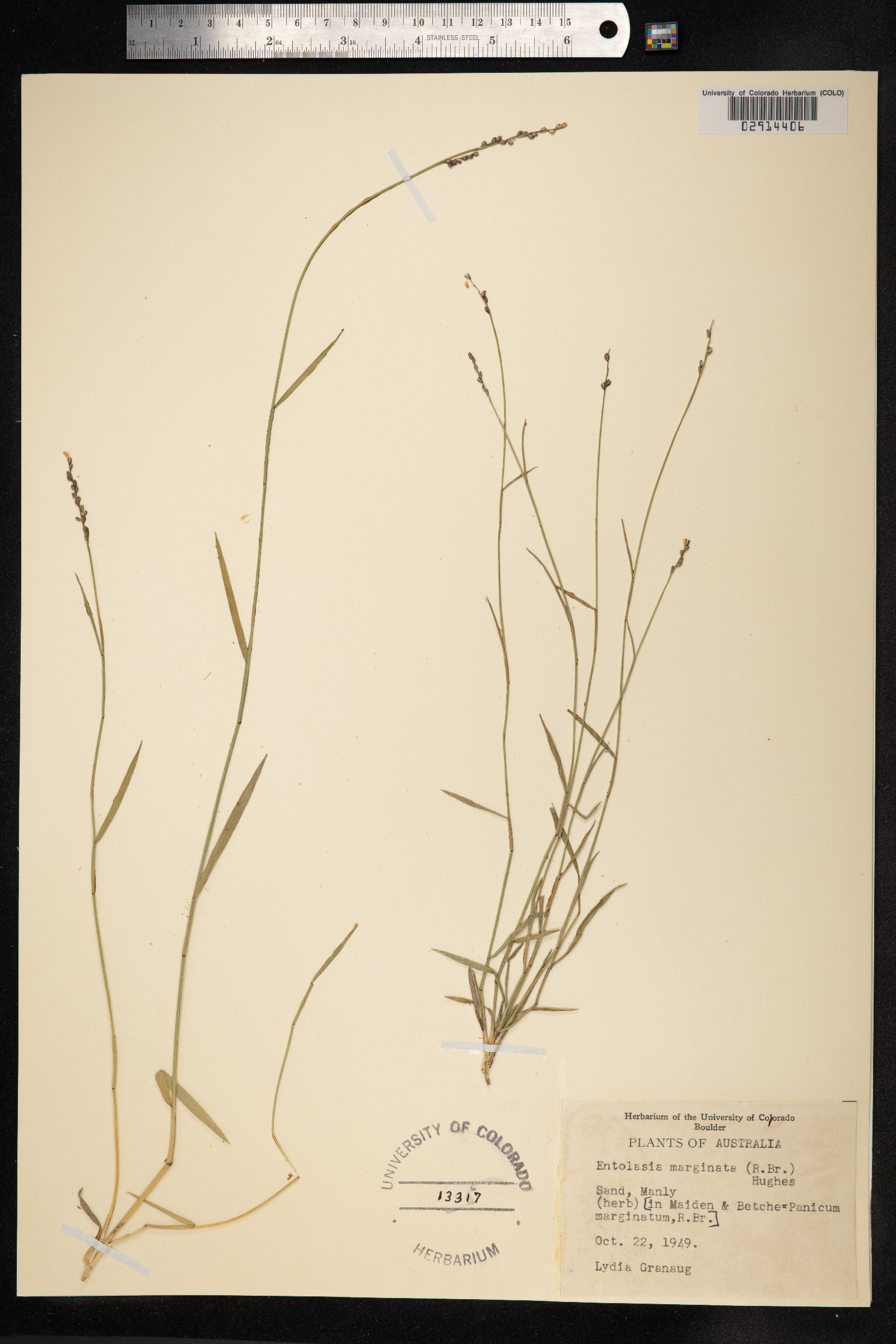 Entolasia marginata image