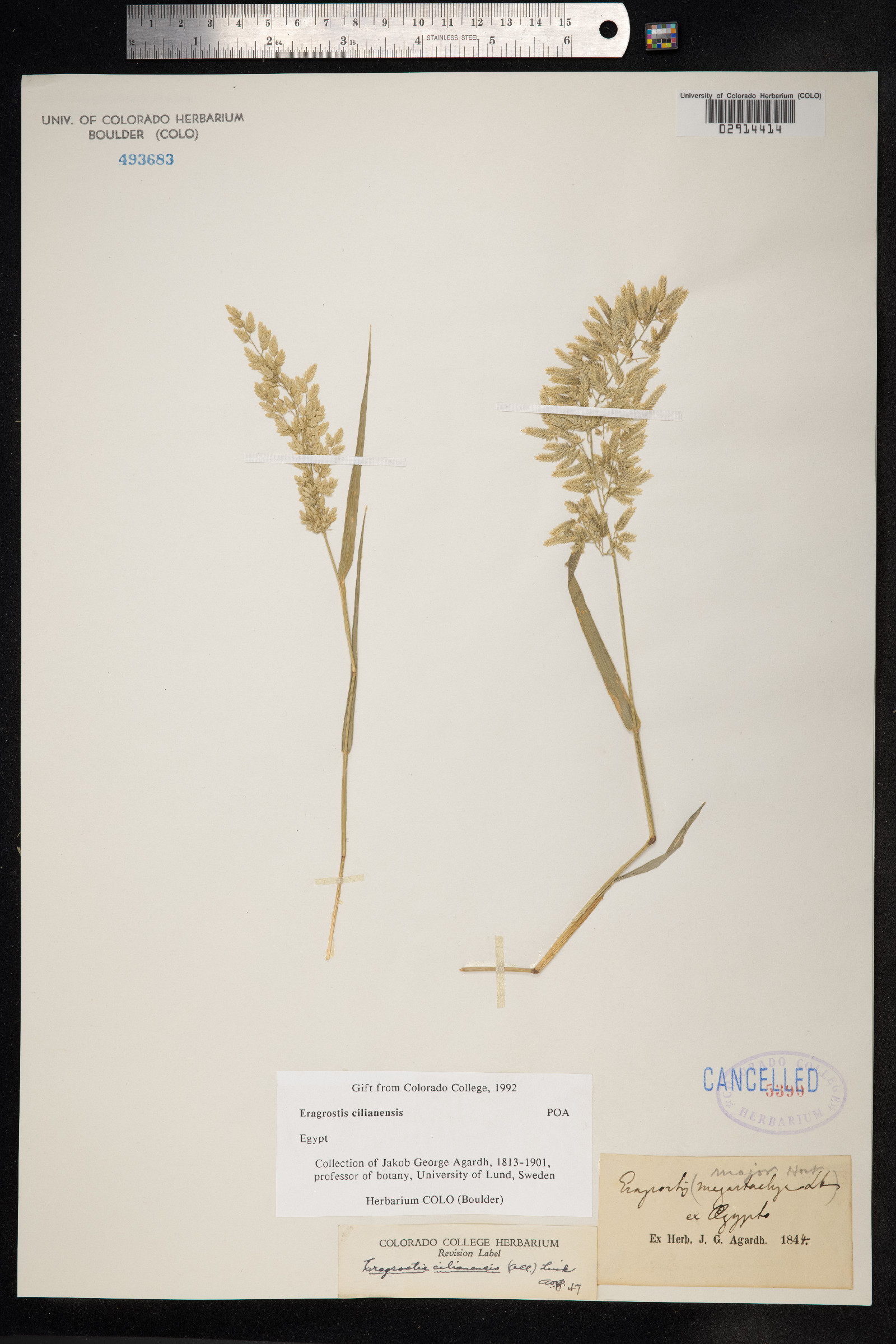 Eragrostis cilianensis image