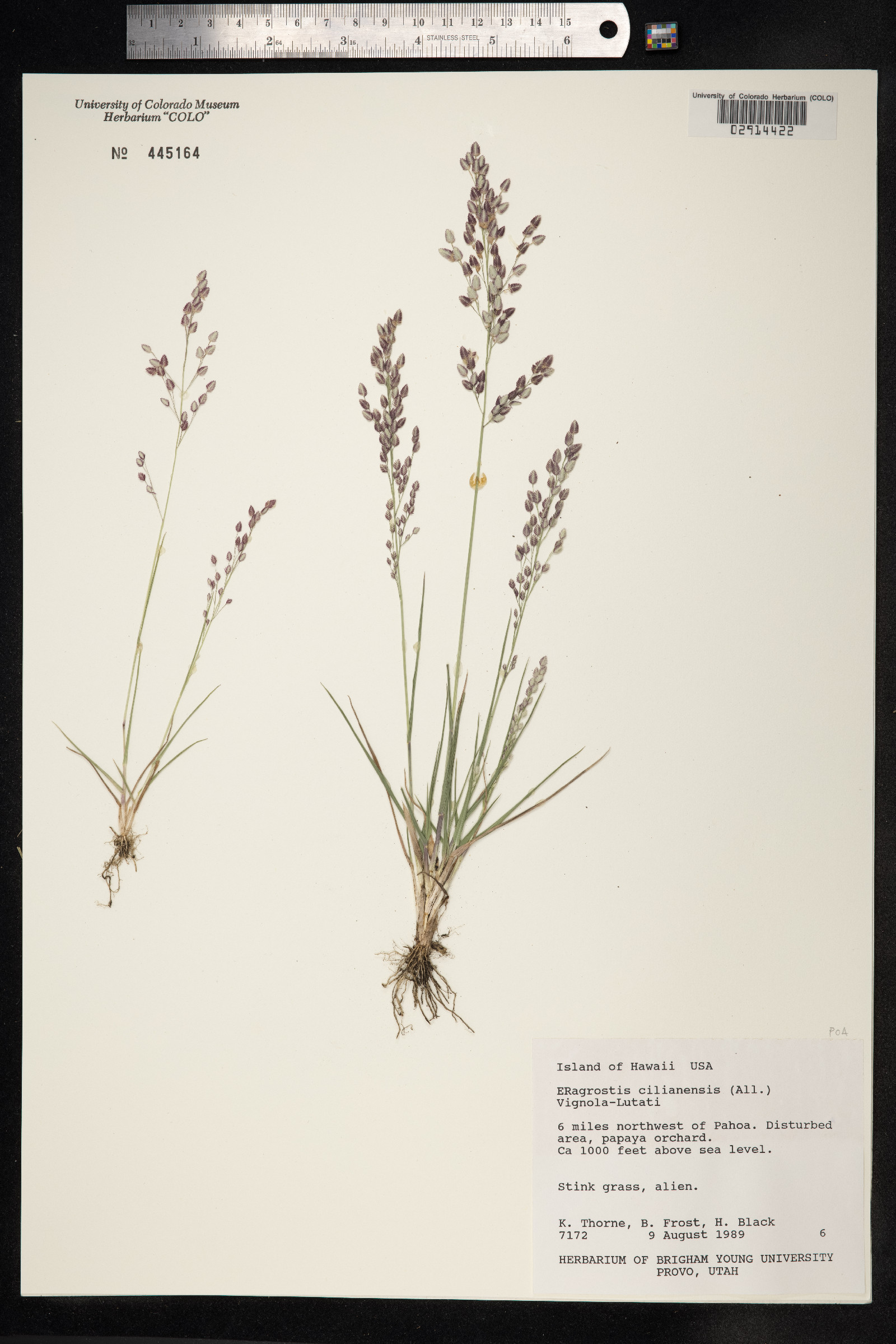 Eragrostis cilianensis image