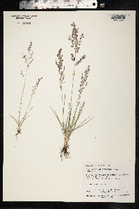 Eragrostis cilianensis image