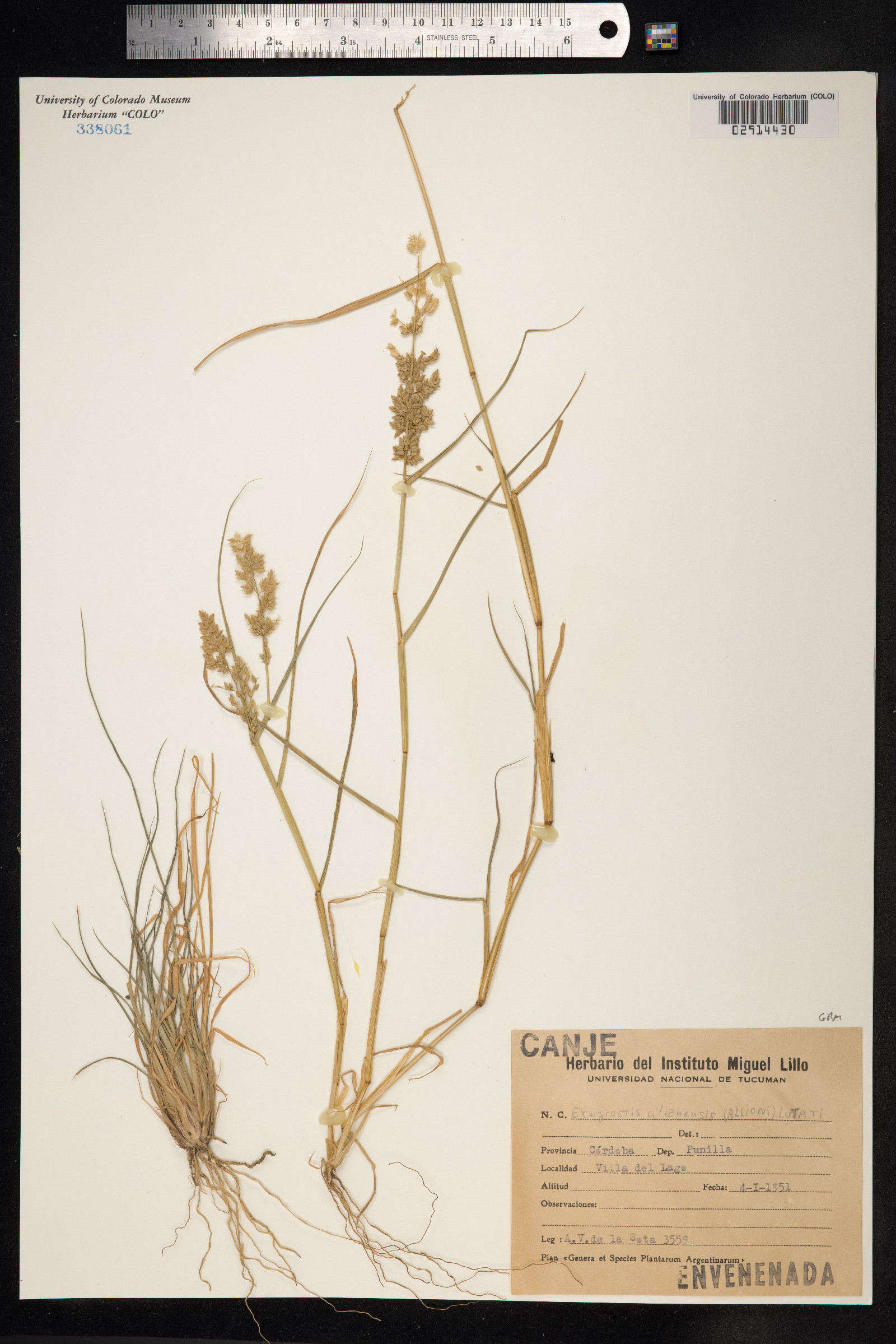Eragrostis cilianensis image