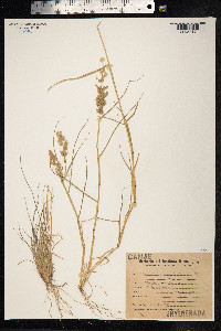 Eragrostis cilianensis image