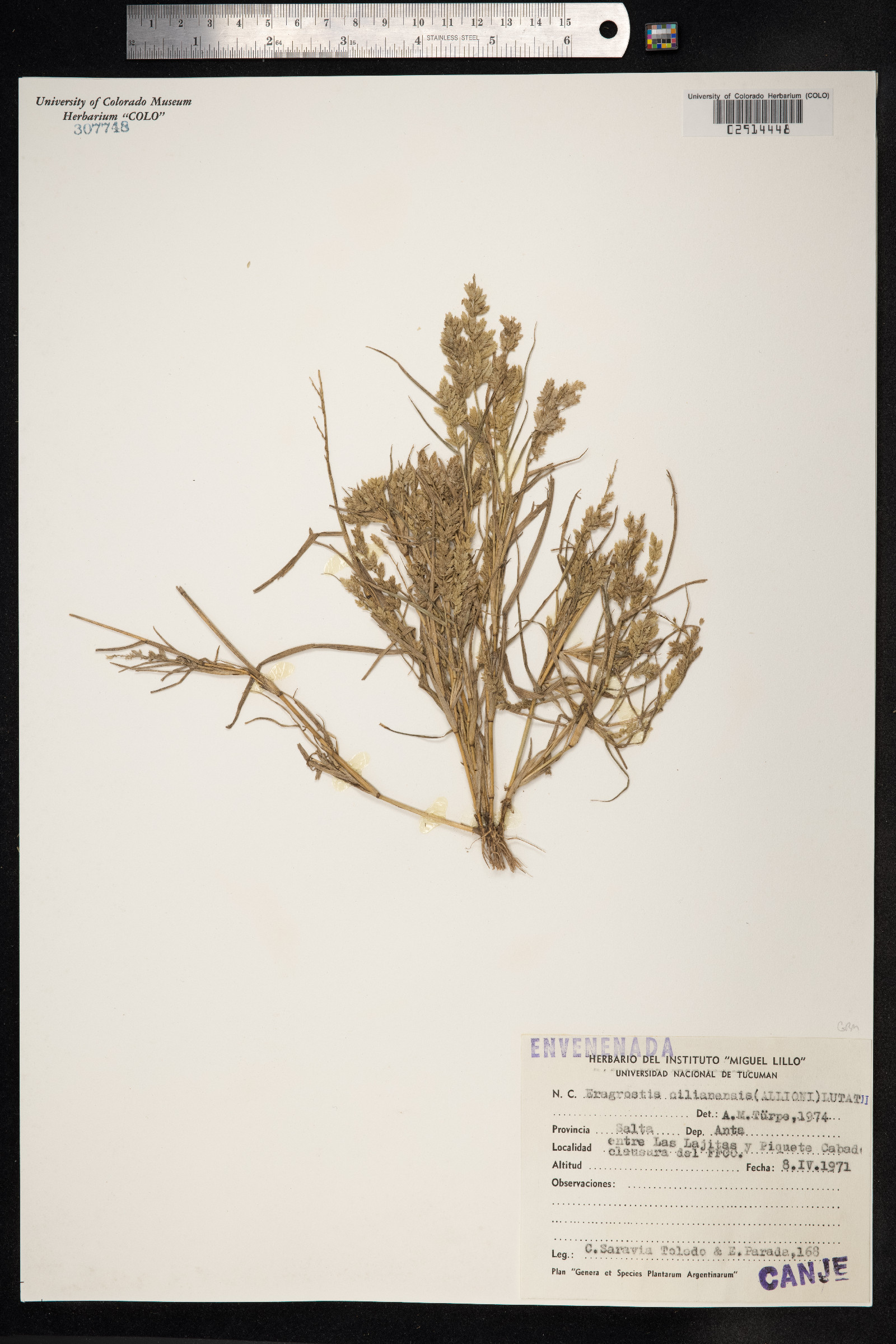 Eragrostis cilianensis image