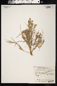 Eragrostis cilianensis image