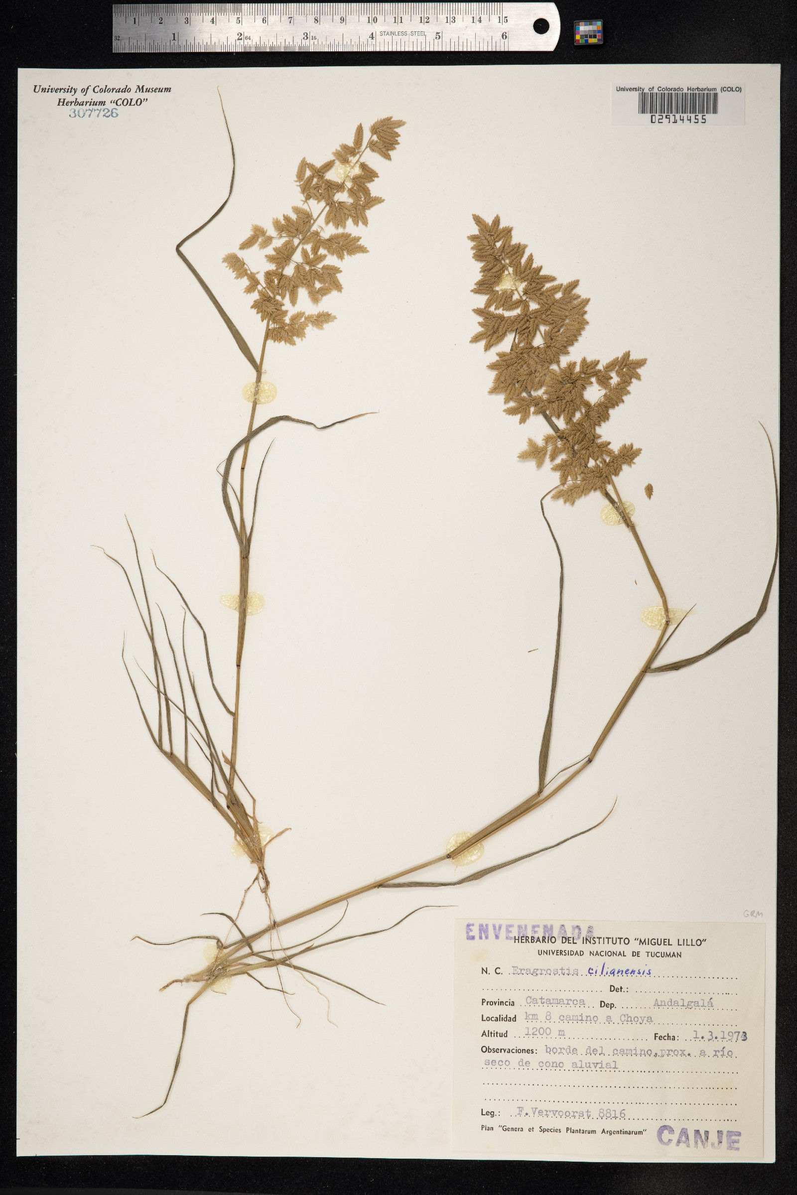 Eragrostis cilianensis image