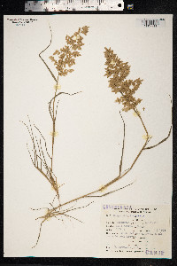 Eragrostis cilianensis image