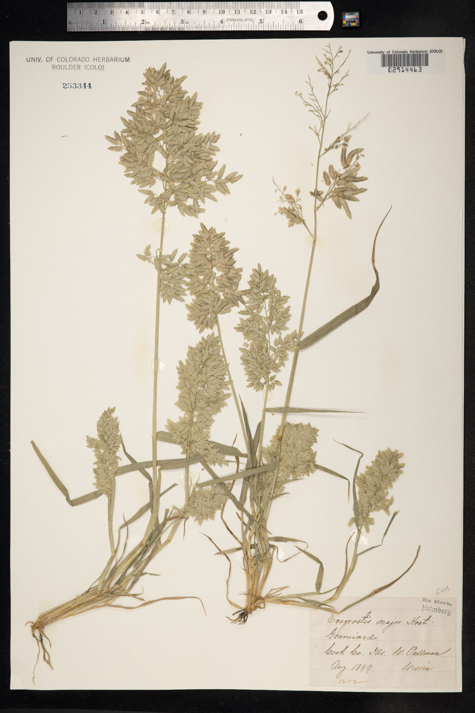 Eragrostis cilianensis image