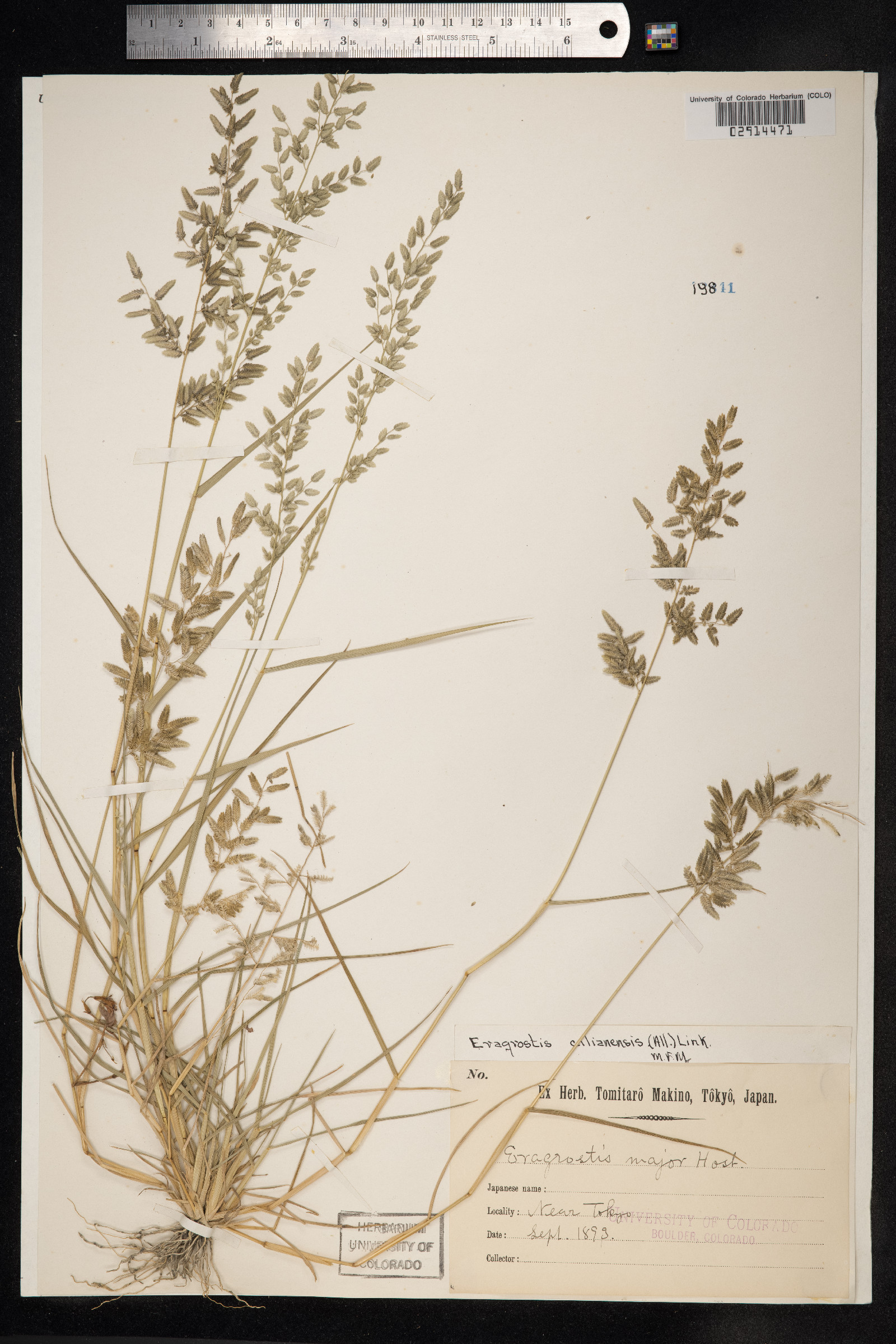 Eragrostis cilianensis image