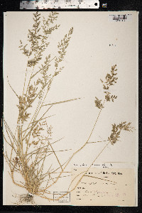 Eragrostis cilianensis image