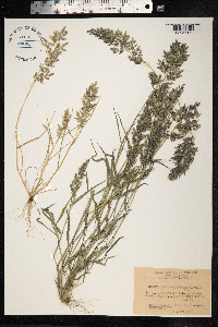 Eragrostis cilianensis image