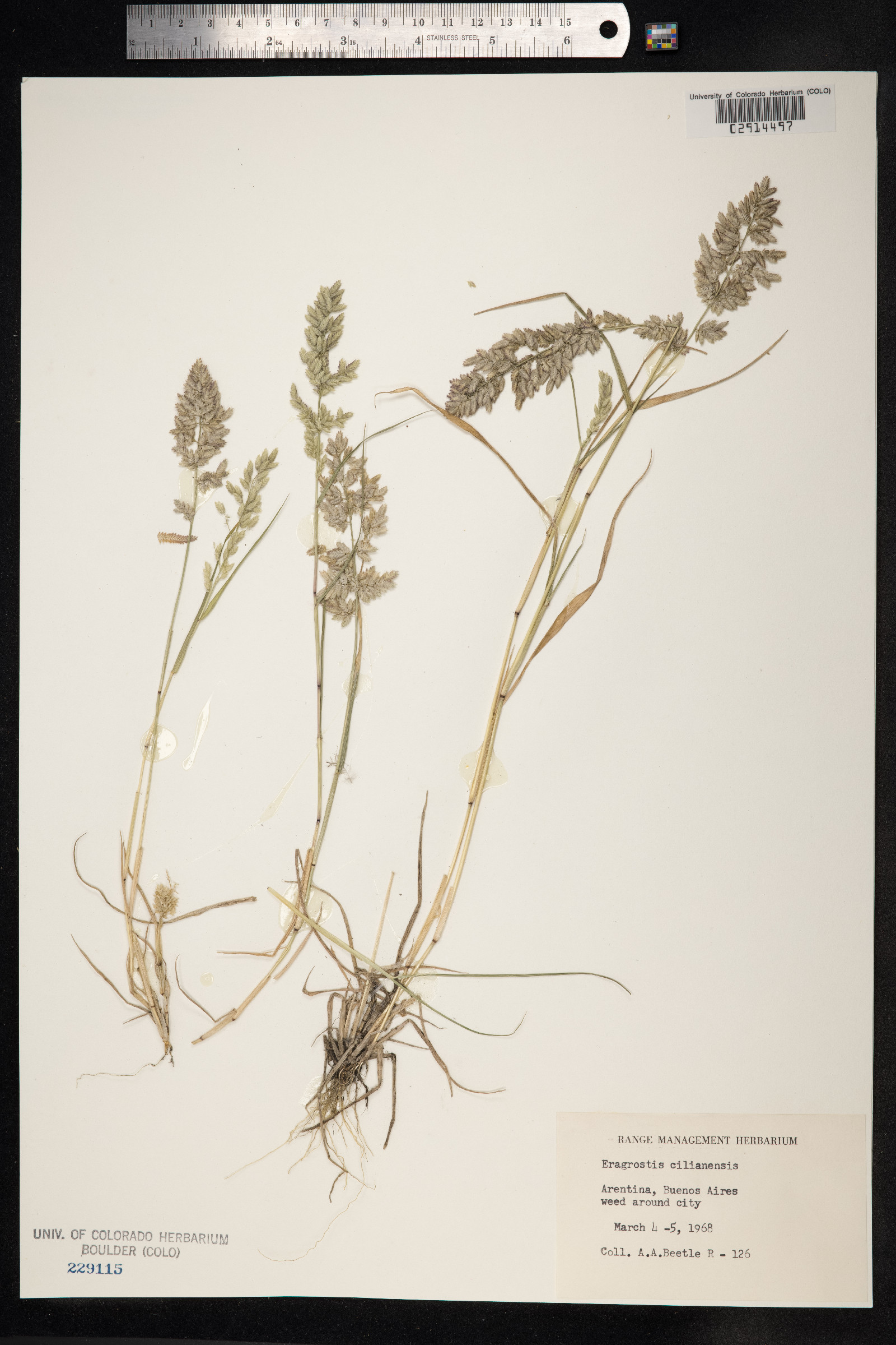 Eragrostis cilianensis image