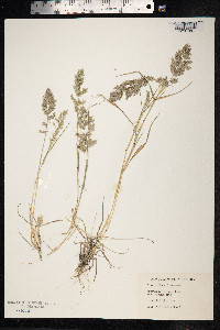 Eragrostis cilianensis image