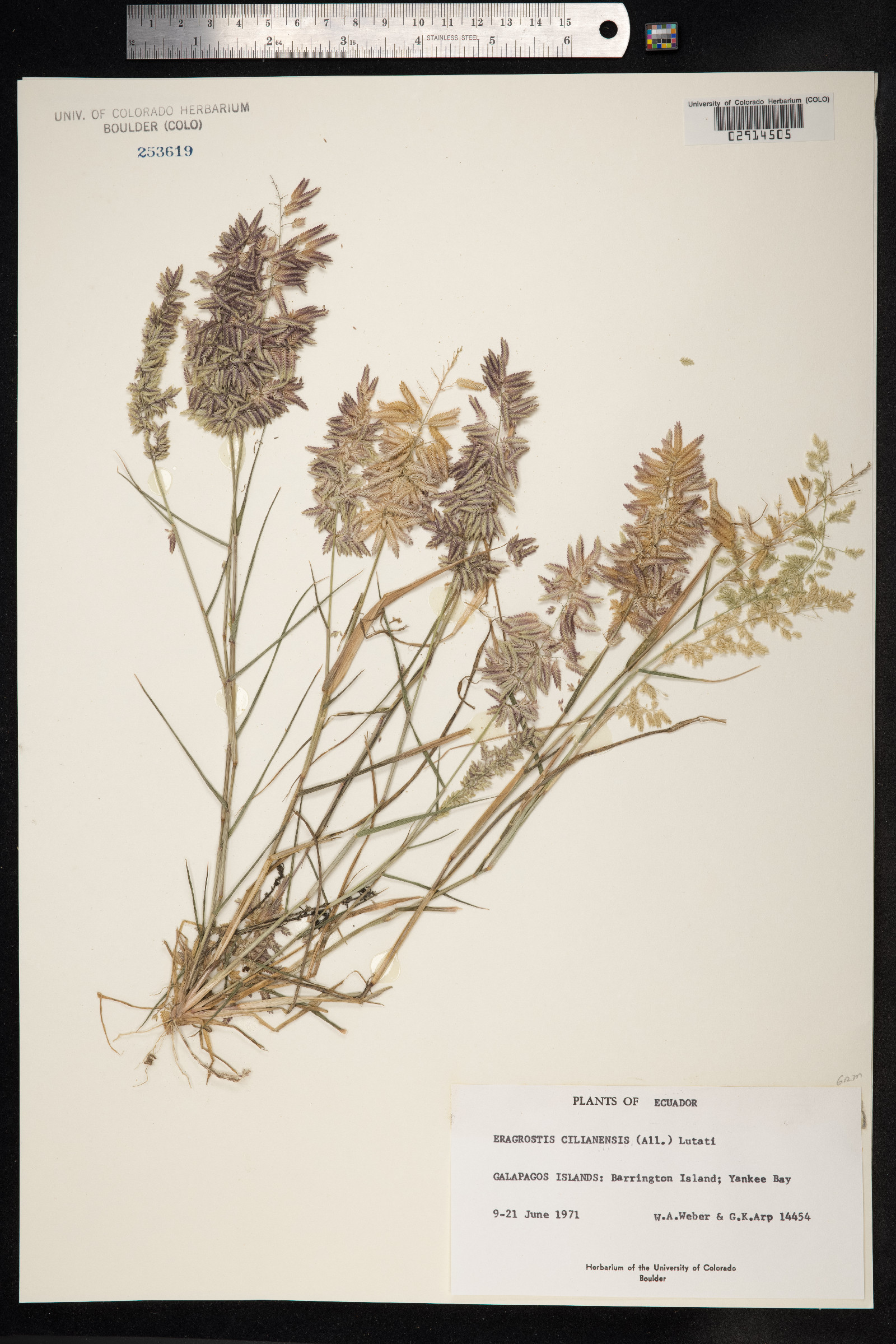 Eragrostis image